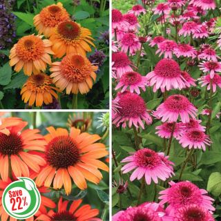 Coneflower Collection 2 Thumbnail